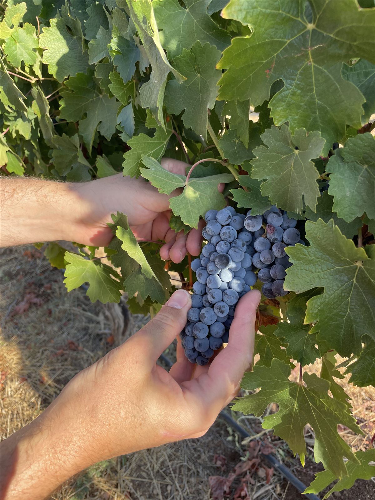 Close-up of hand-selected Cabernet Sauvignon grape cluster