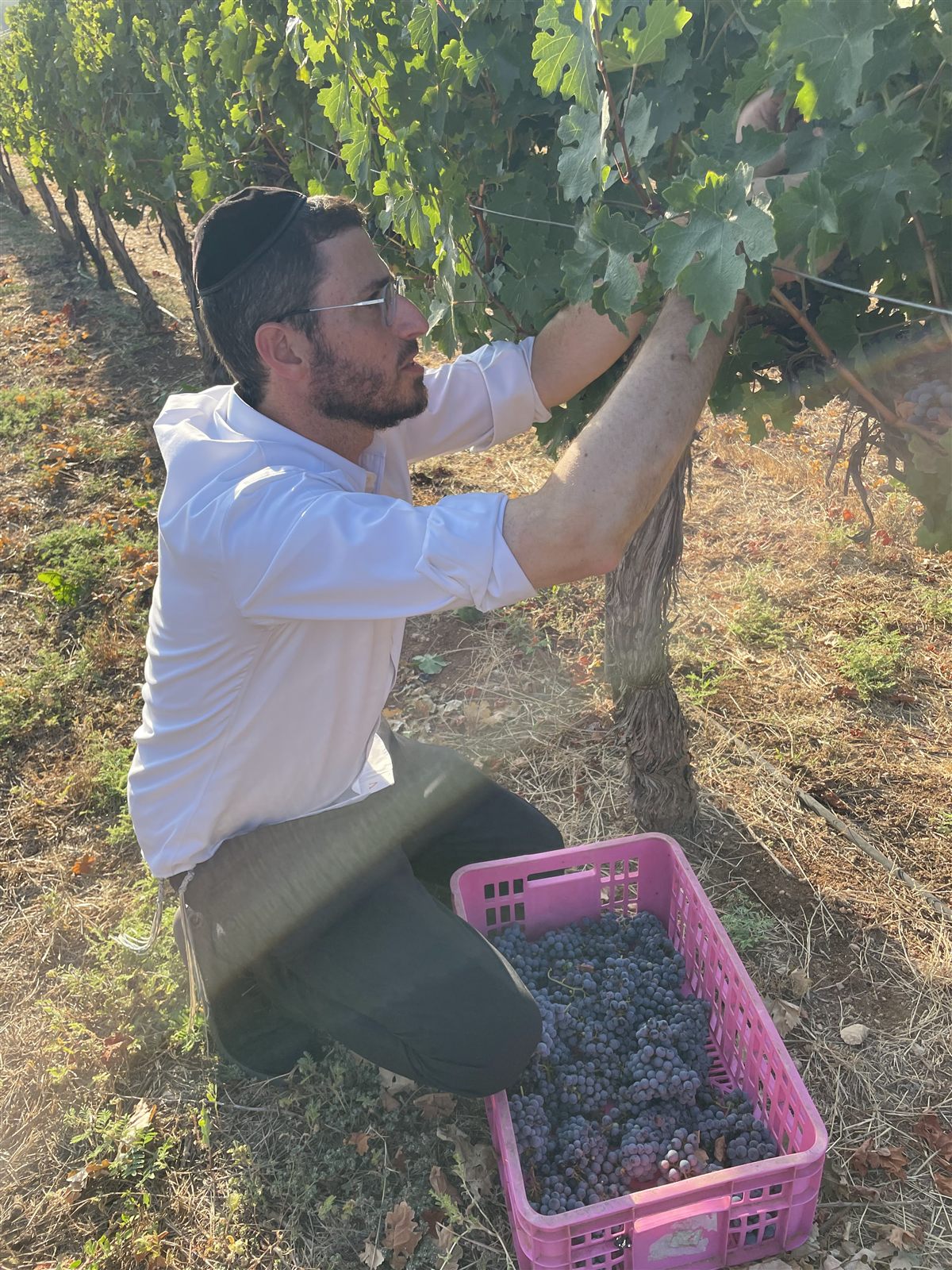 Hand-picking grape clusters into a harvest crate in the vineyard