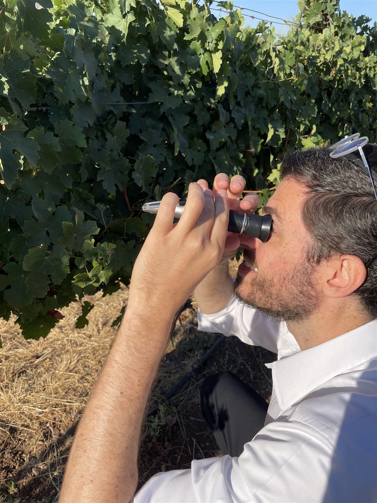 Close-up reading of grape sugar levels with a refractometer