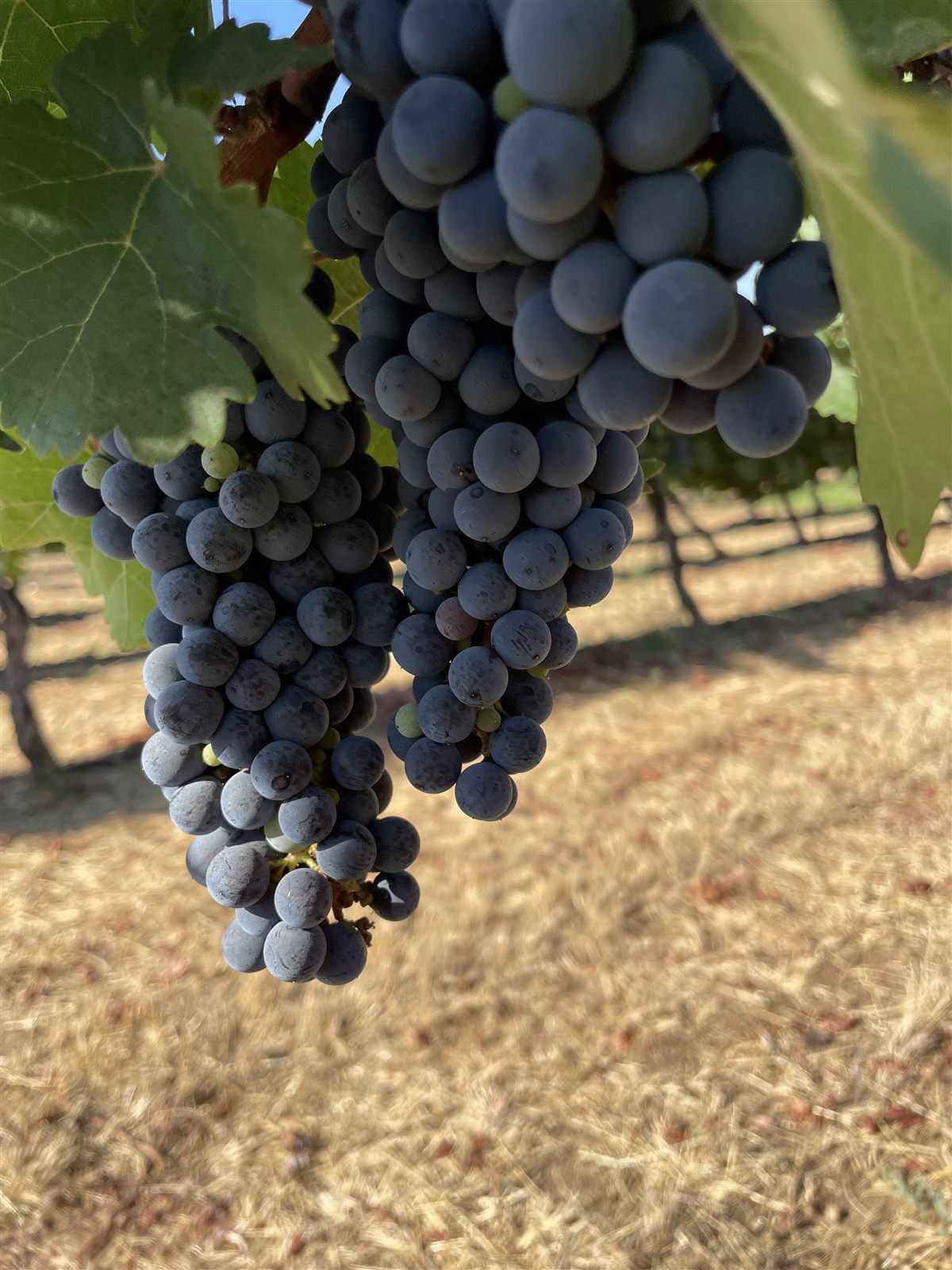 Fully ripe Cabernet Sauvignon grapes