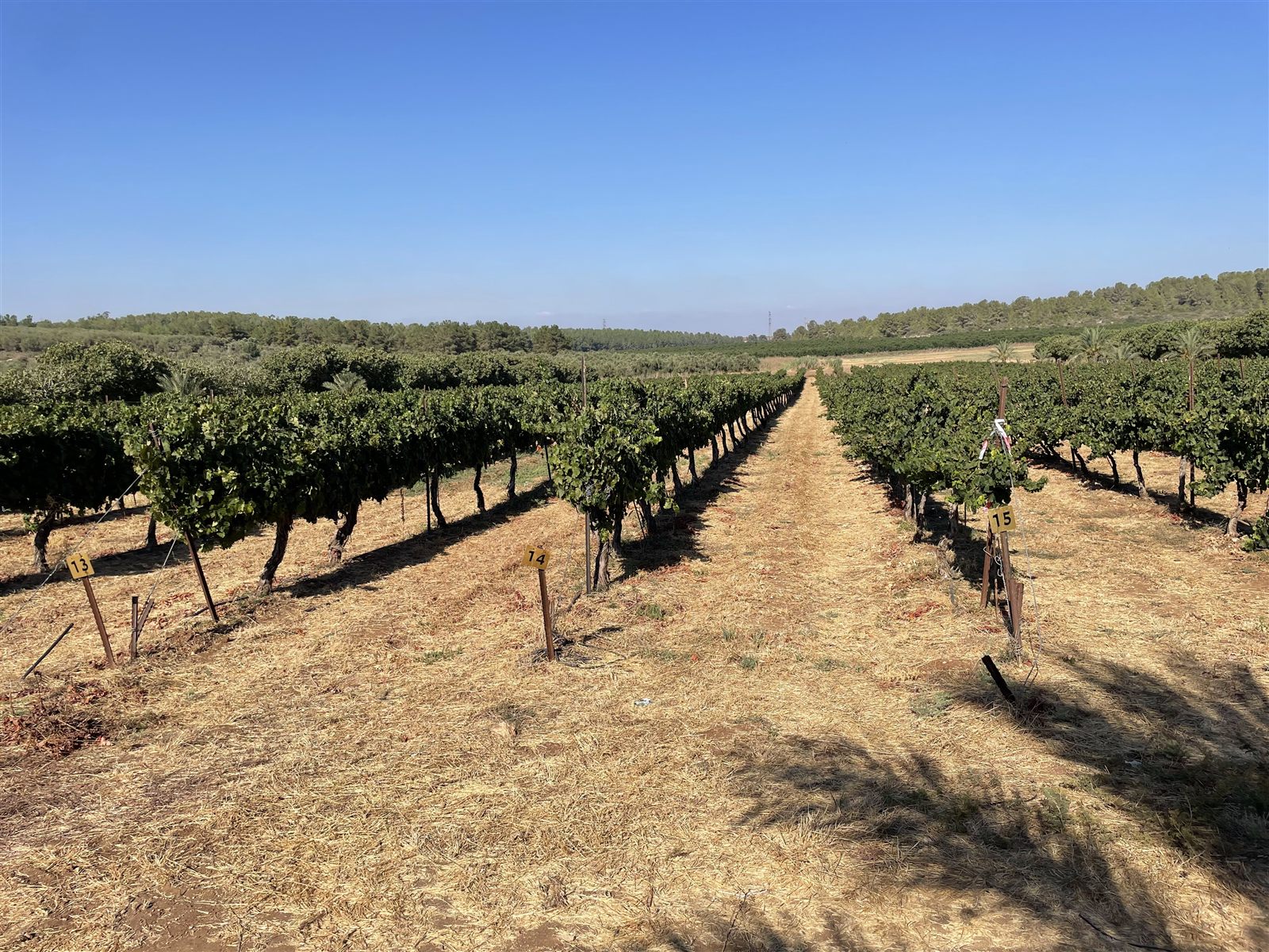 Rows of grapevines in the Olmaya vineyard near Beit Shemesh