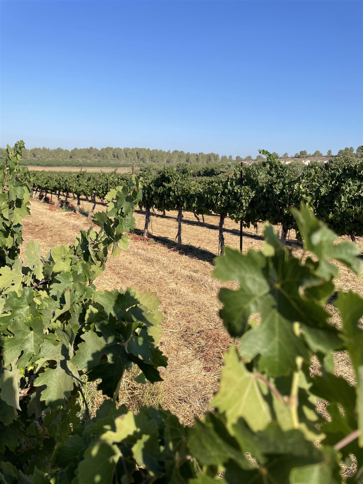 Vineyard rows under a clear sky
